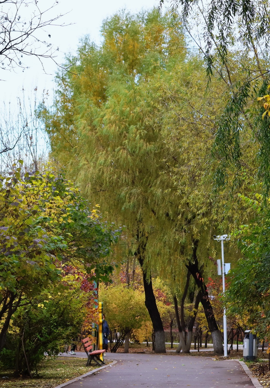 温度骤降下的松乐园