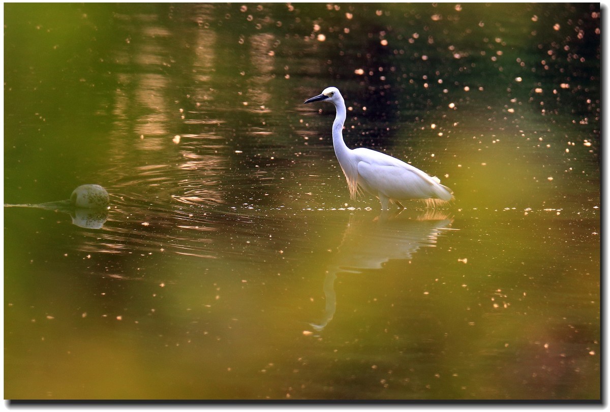 【美丽大自然】— 系列组照之浣花鹭鸟