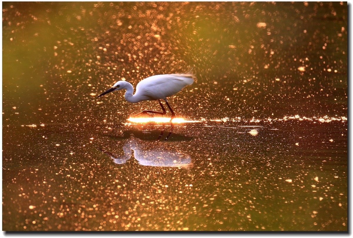 【美丽大自然】— 系列组照之浣花鹭鸟