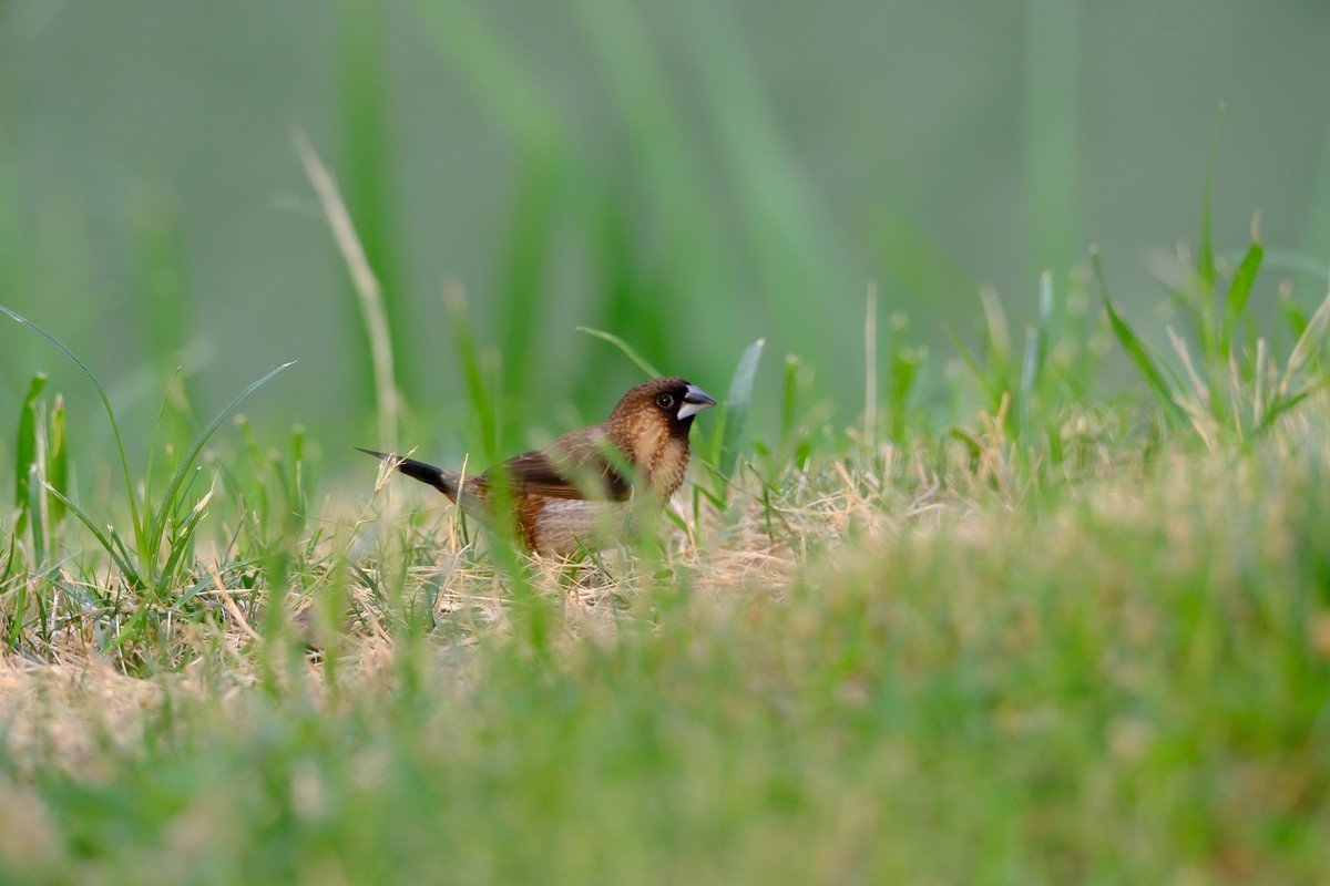X-H2s机身+XF150-600mmF5.6-8 RLM OIS WR镜头