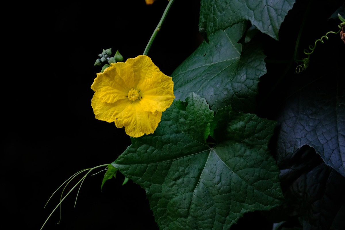 X-H2s机身+XF150-600mmF5.6-8 RLM OIS WR镜头