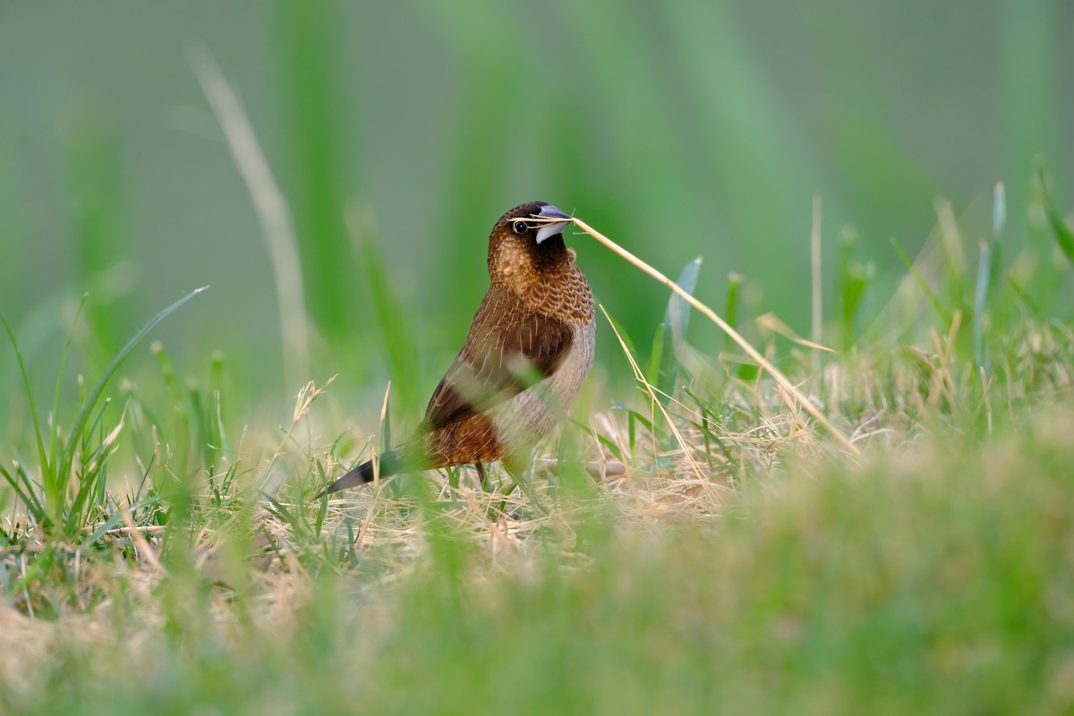 X-H2s机身+XF150-600mmF5.6-8 RLM OIS WR镜头