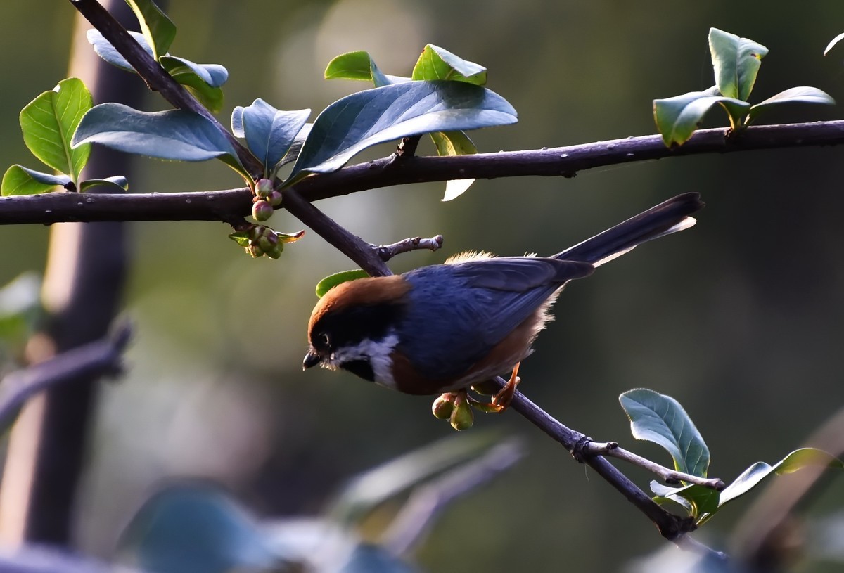 呆萌的红头长尾山雀!