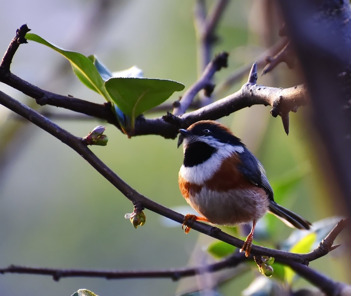 呆萌的红头长尾山雀!