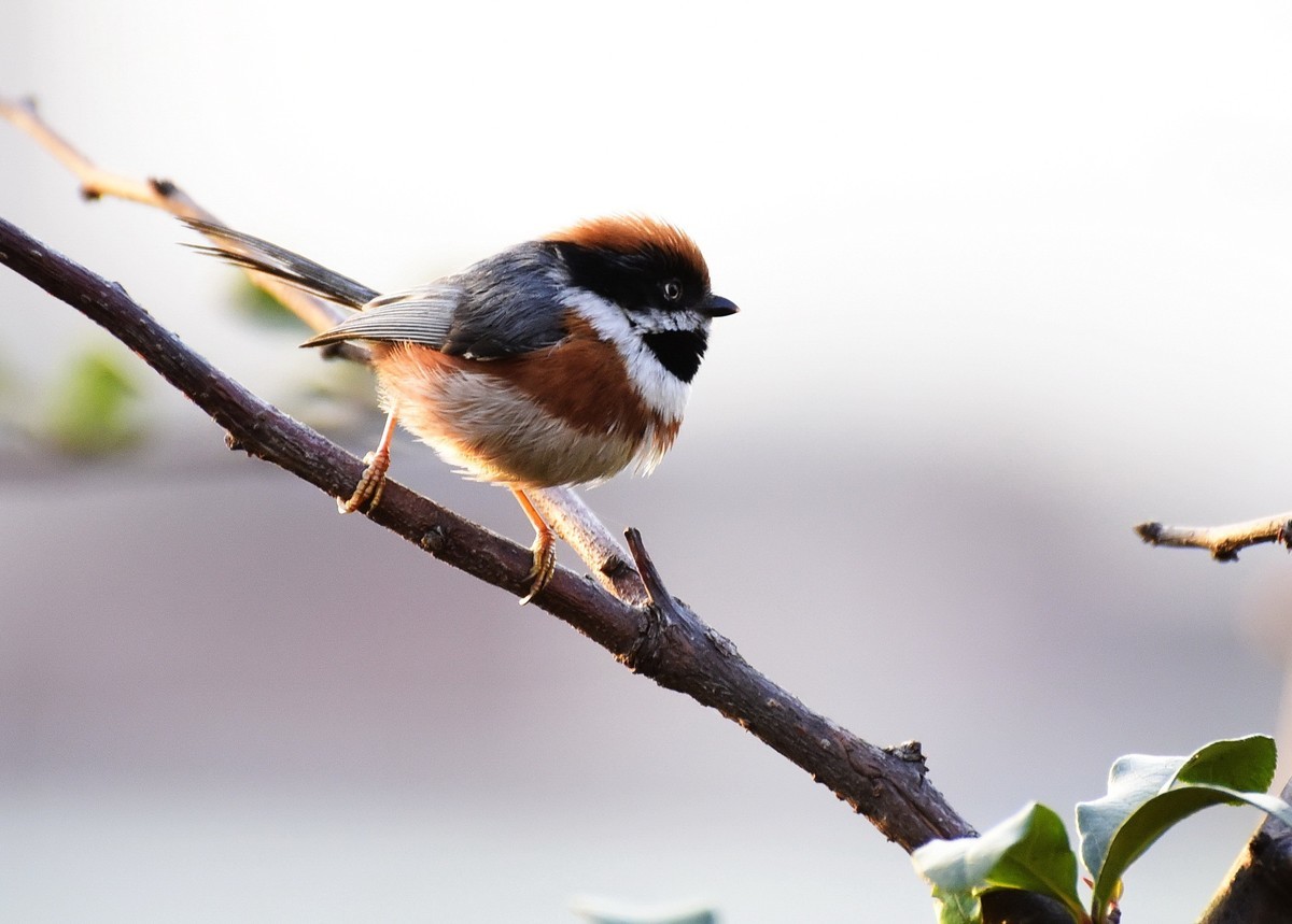 呆萌的红头长尾山雀!
