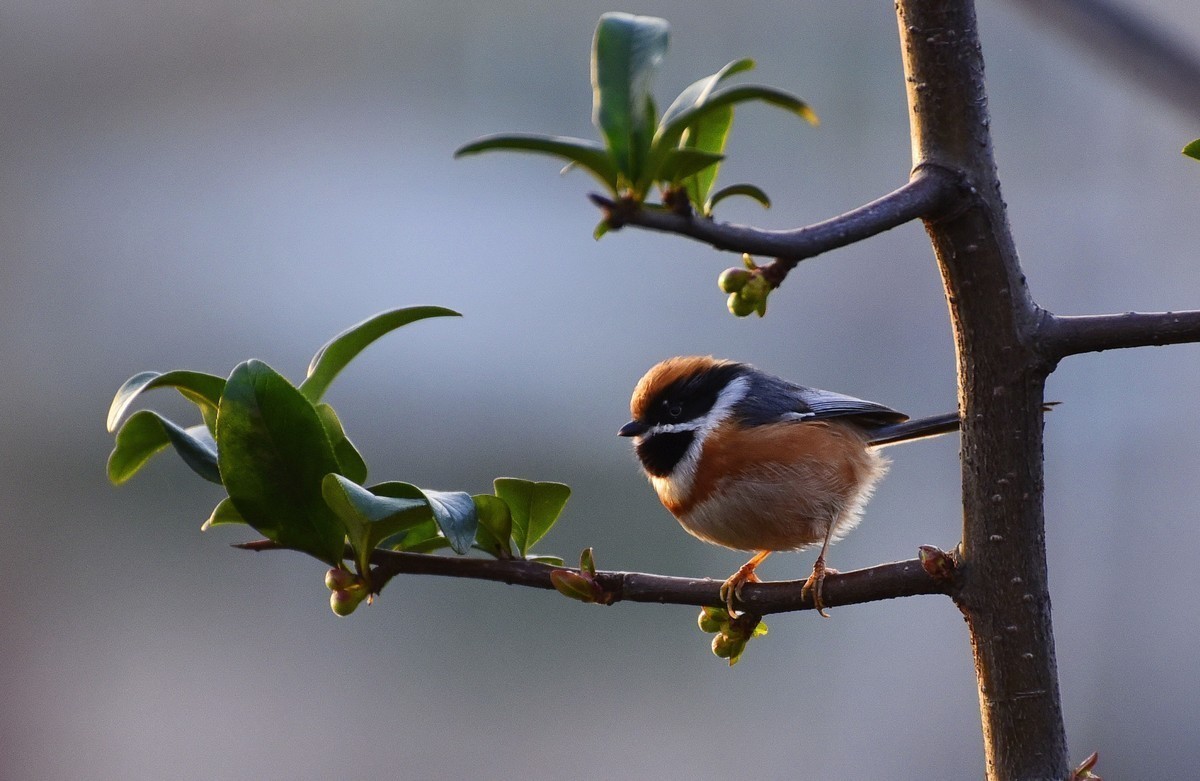 呆萌的红头长尾山雀!