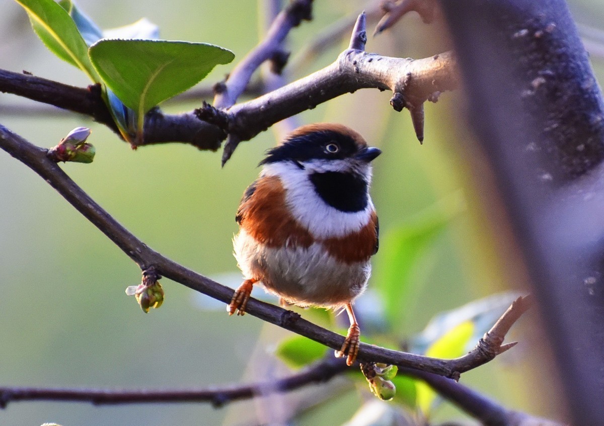 呆萌的红头长尾山雀!
