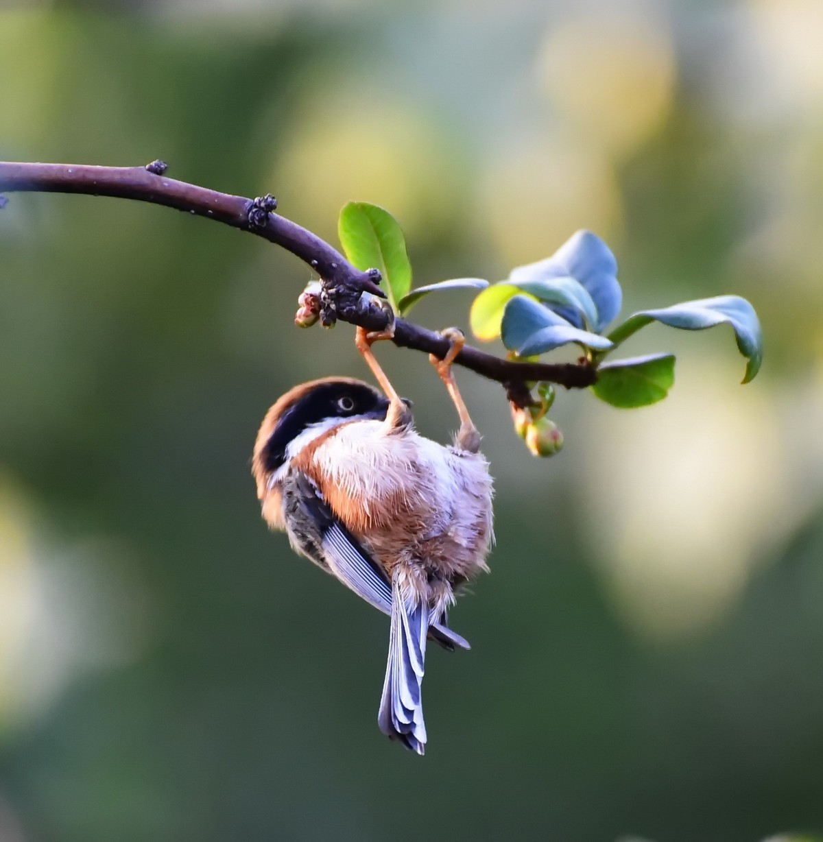 呆萌的红头长尾山雀!