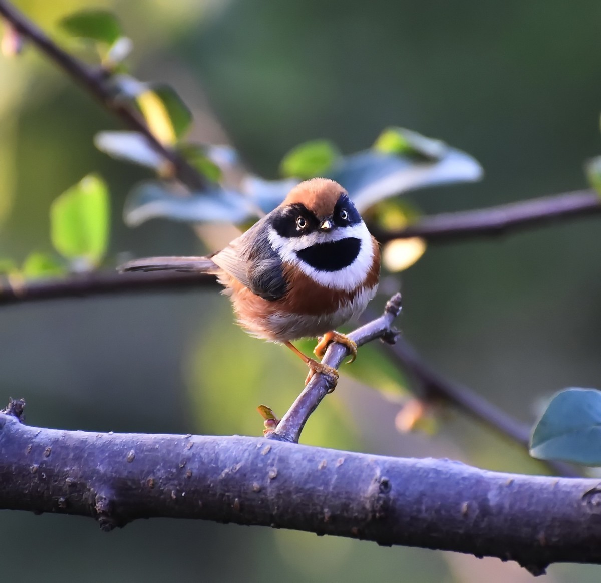 呆萌的红头长尾山雀!