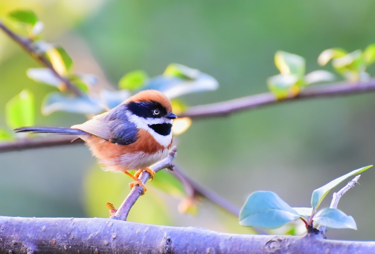 呆萌的红头长尾山雀!