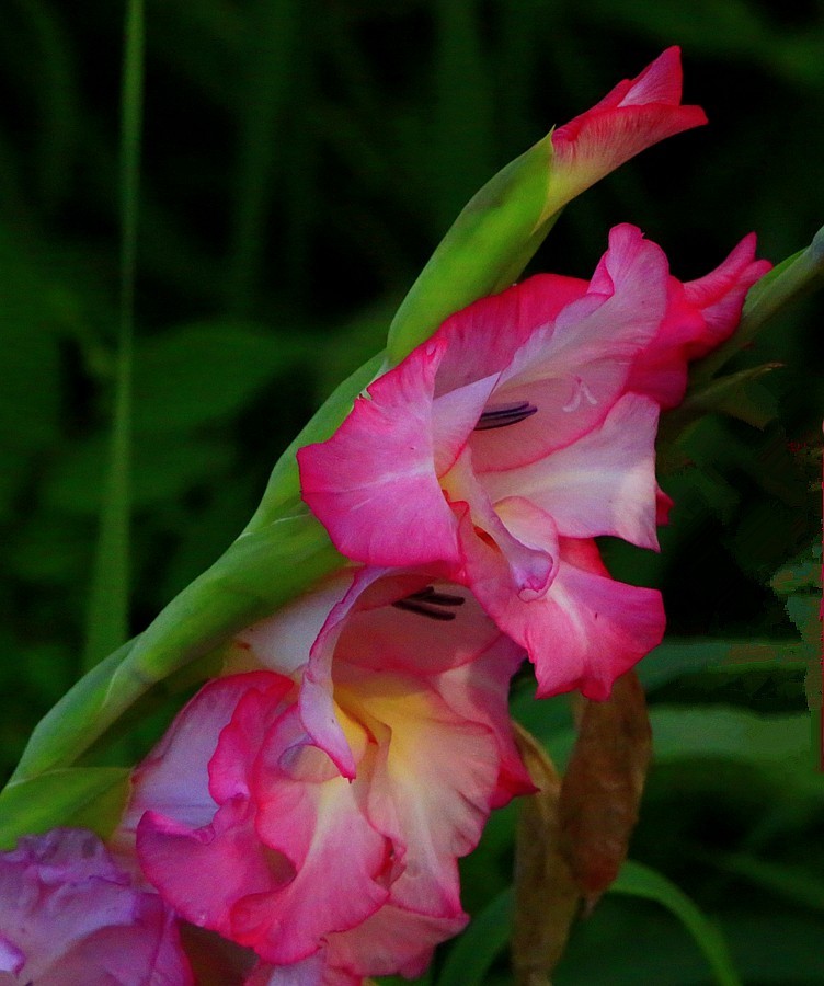 《不老松：纪实摄影》【大美河山系列报導】三游东戴河！(106)住地80后渔家院的花！