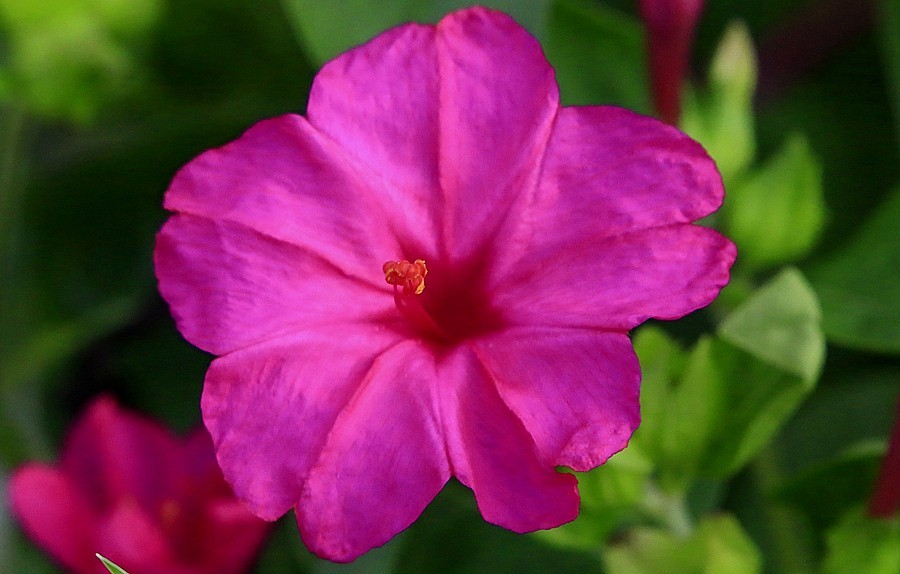 《不老松：纪实摄影》【大美河山系列报導】三游东戴河！(106)住地80后渔家院的花！