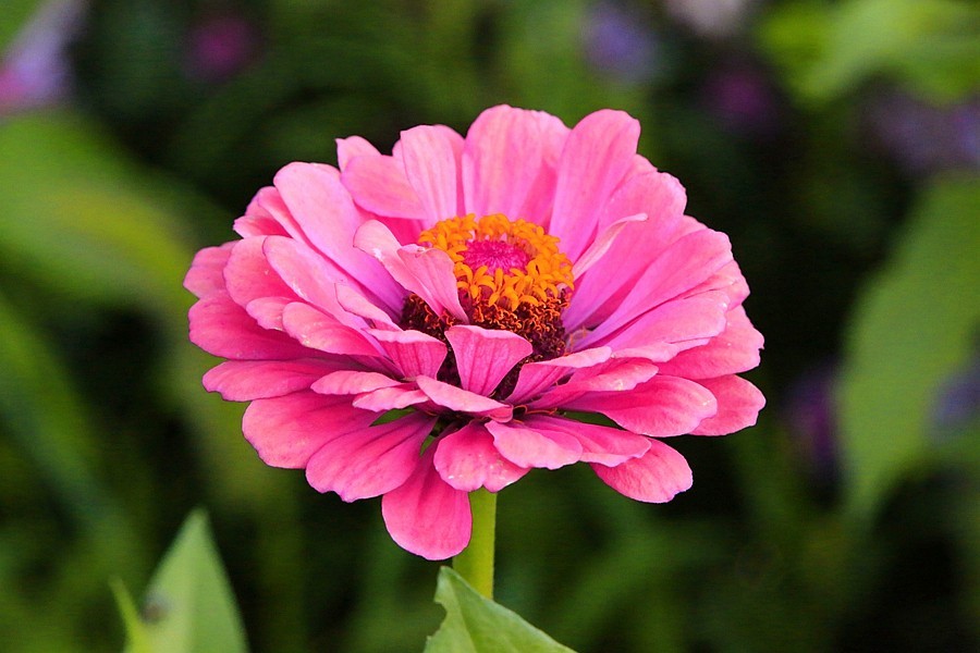 《不老松：纪实摄影》【大美河山系列报導】三游东戴河！(106)住地80后渔家院的花！