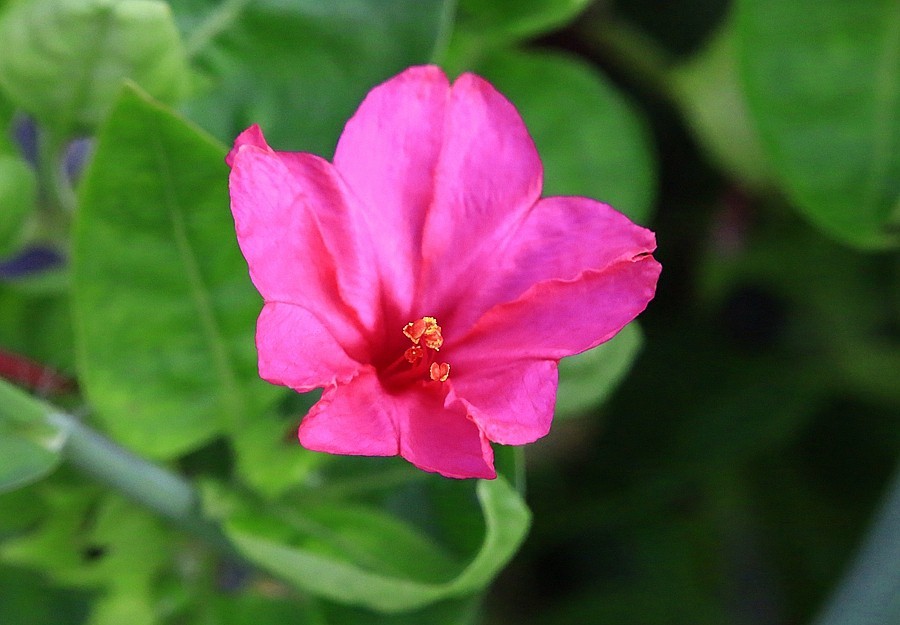 《不老松：纪实摄影》【大美河山系列报導】三游东戴河！(106)住地80后渔家院的花！