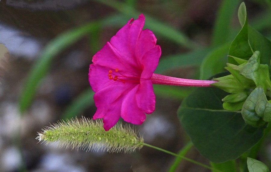《不老松：纪实摄影》【大美河山系列报導】三游东戴河！(106)住地80后渔家院的花！