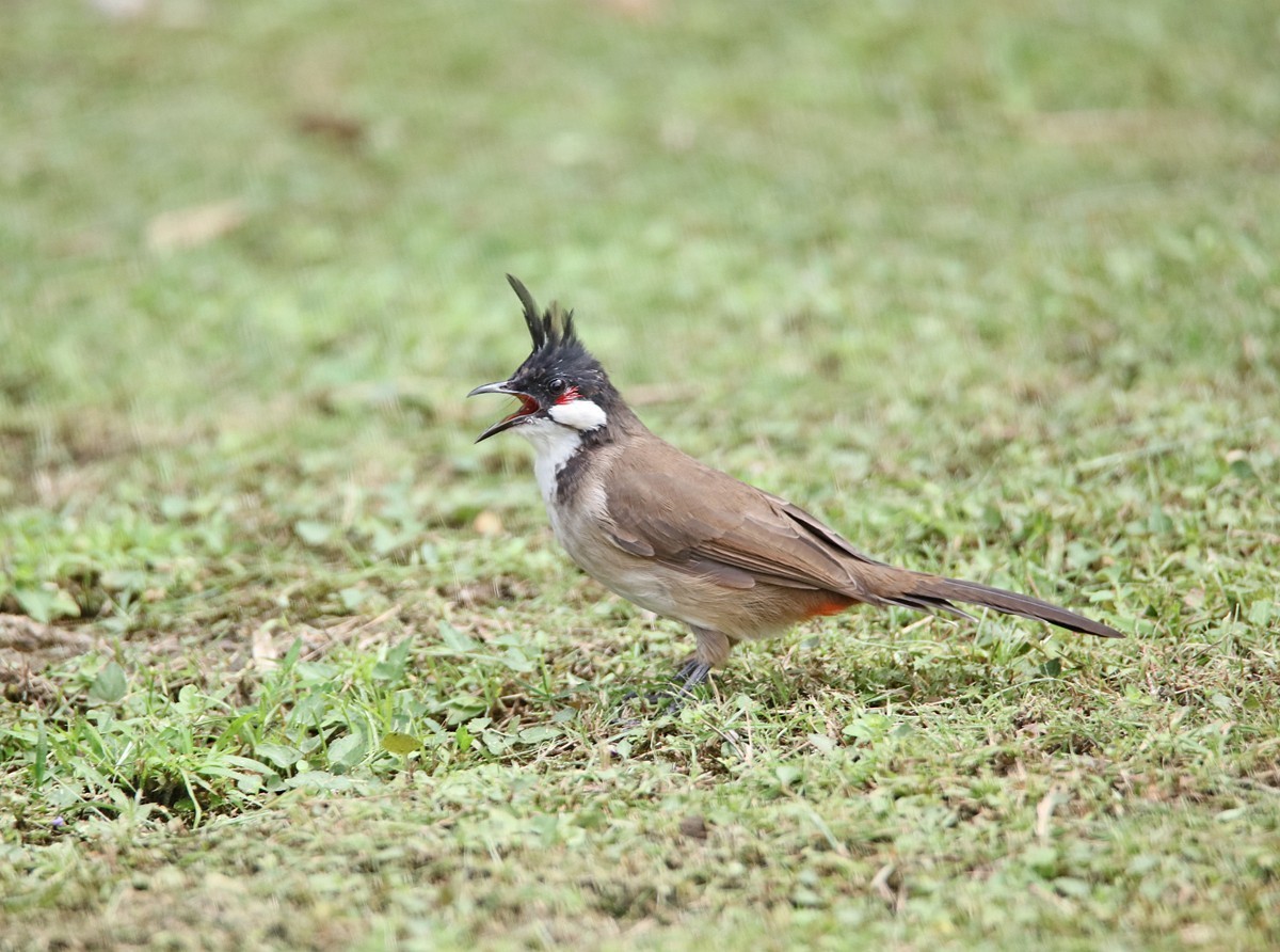 一梭子拍鸟——红耳鹎