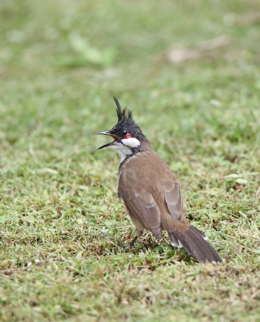 一梭子拍鸟——红耳鹎