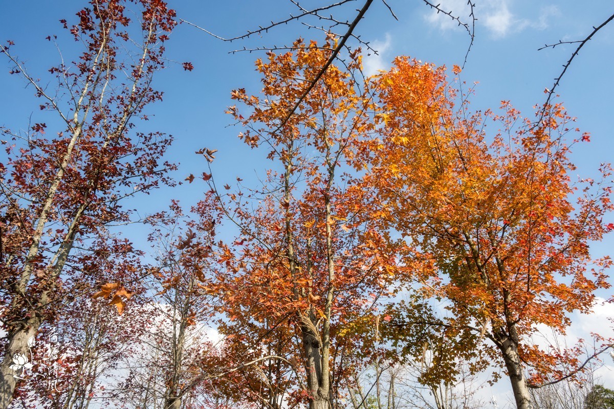 贵洲的暖冬就是美。今天下午，守着一两棵树就拍了一个多小时。