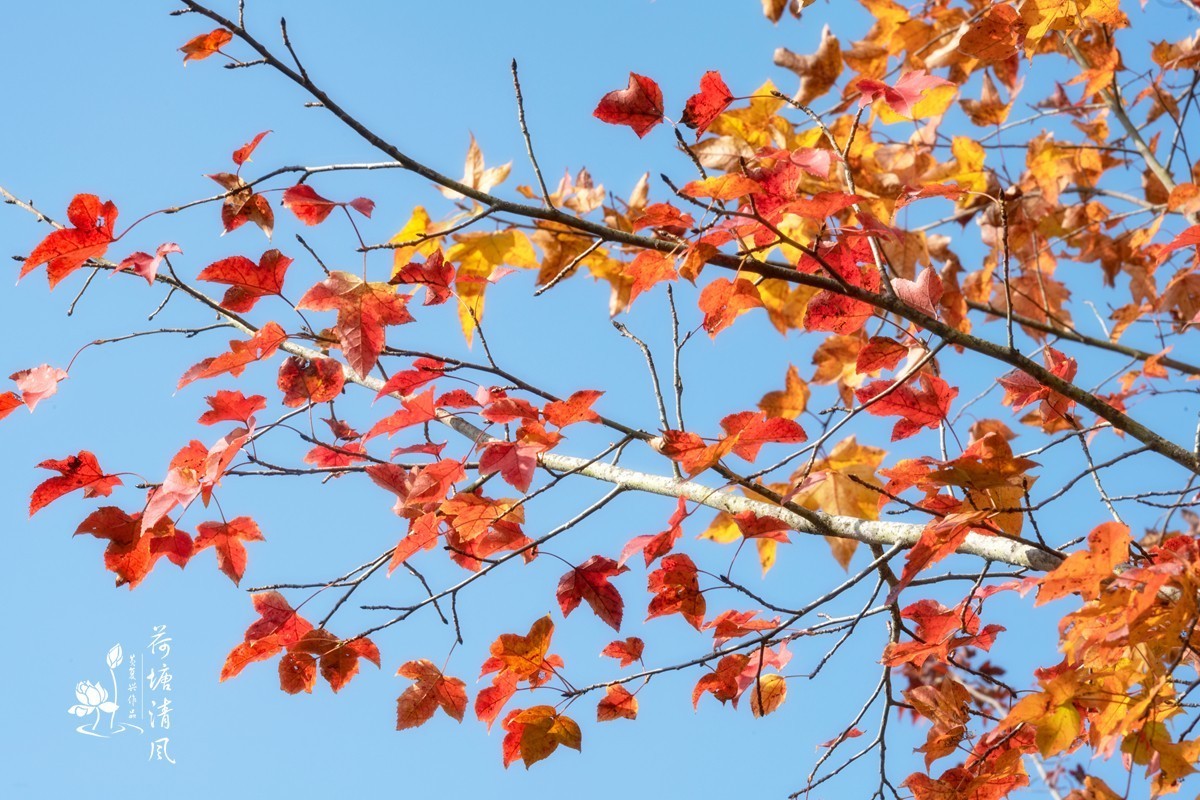 贵洲的暖冬就是美。今天下午，守着一两棵树就拍了一个多小时。