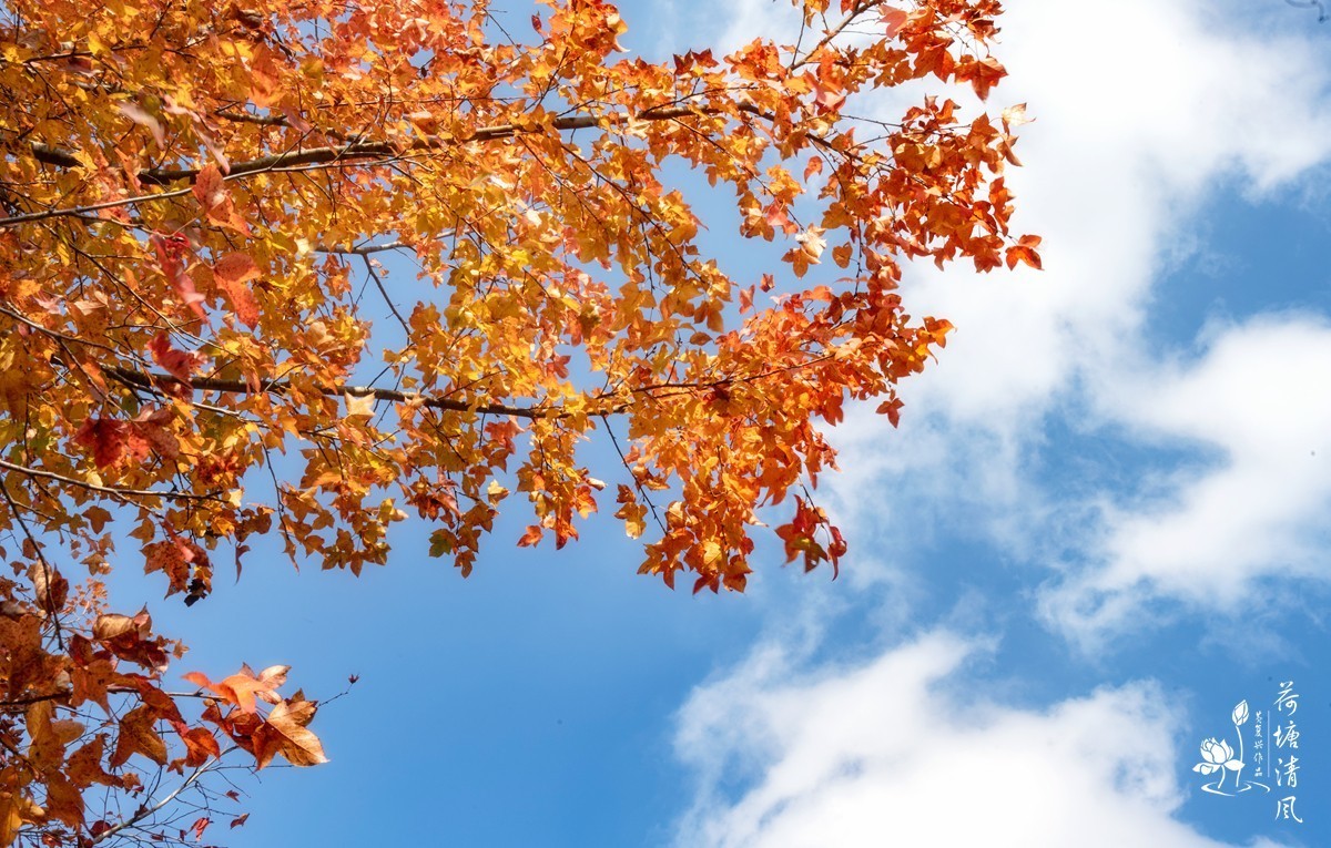 贵洲的暖冬就是美。今天下午，守着一两棵树就拍了一个多小时。