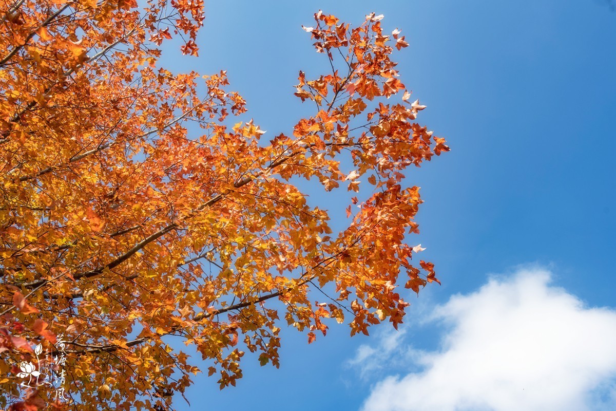 贵洲的暖冬就是美。今天下午，守着一两棵树就拍了一个多小时。