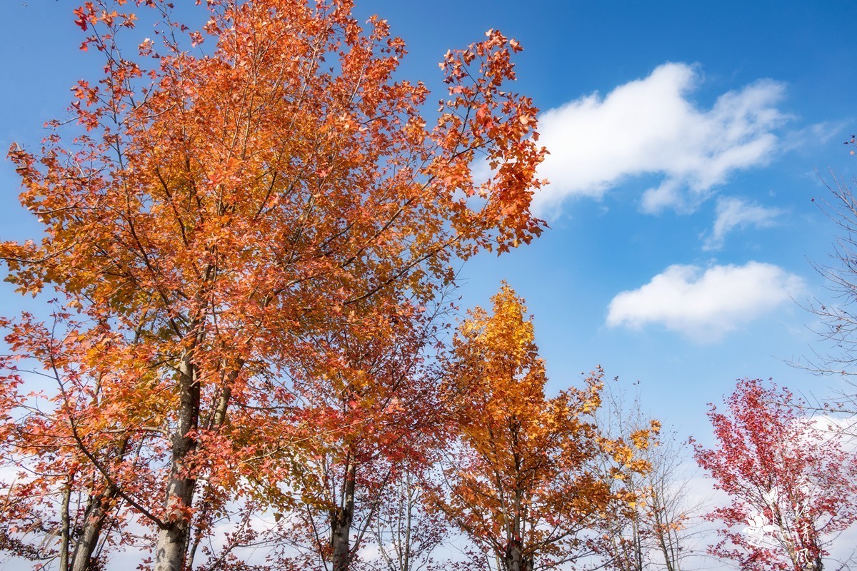 贵洲的暖冬就是美。今天下午，守着一两棵树就拍了一个多小时。