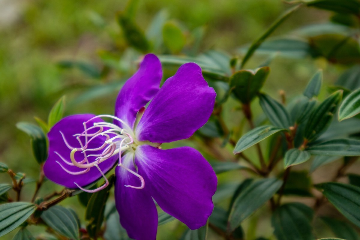 花枝招展（350）