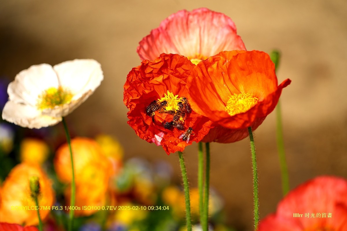 云台花园之 虞美人