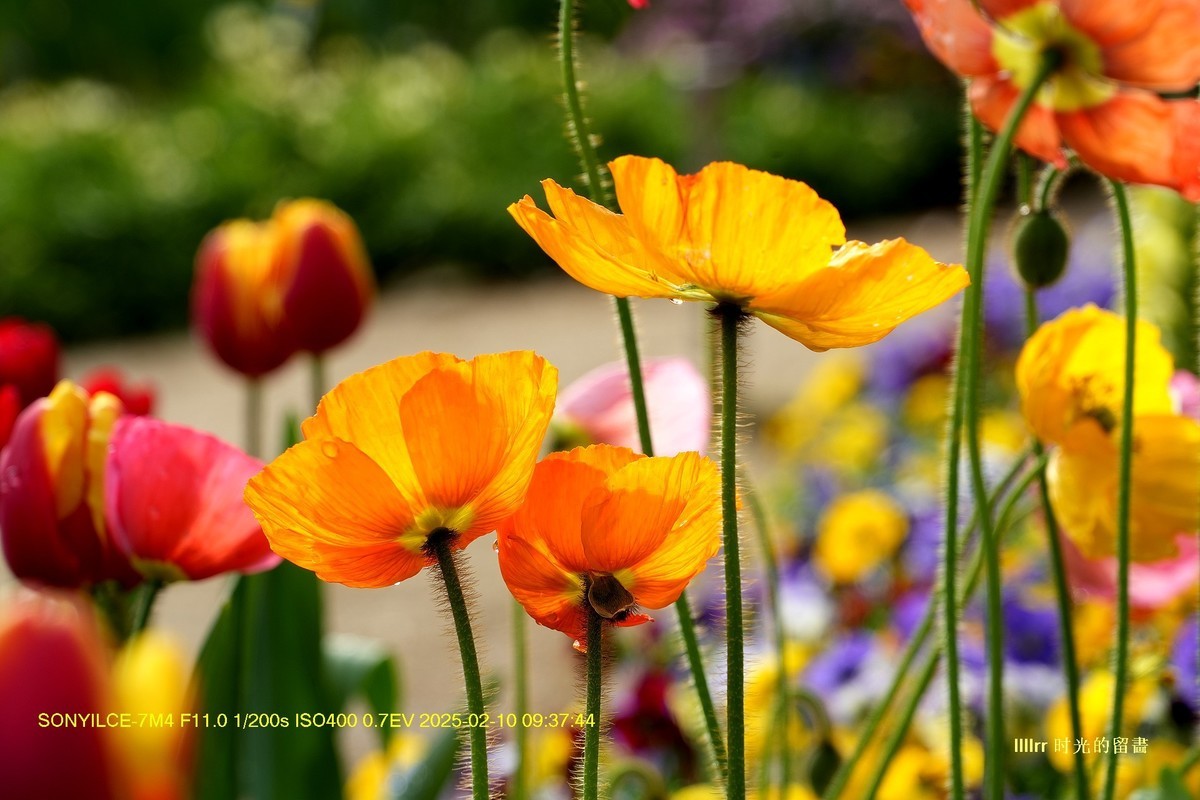 云台花园之 虞美人