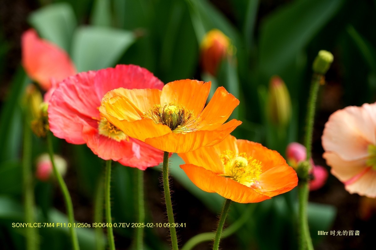 云台花园之 虞美人