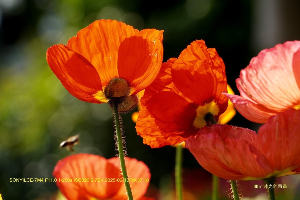 云台花园之 虞美人