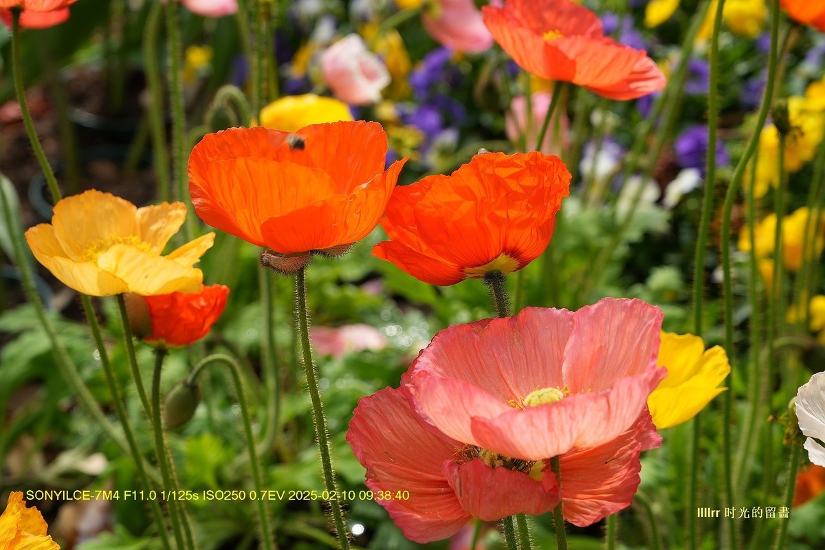 云台花园之 虞美人