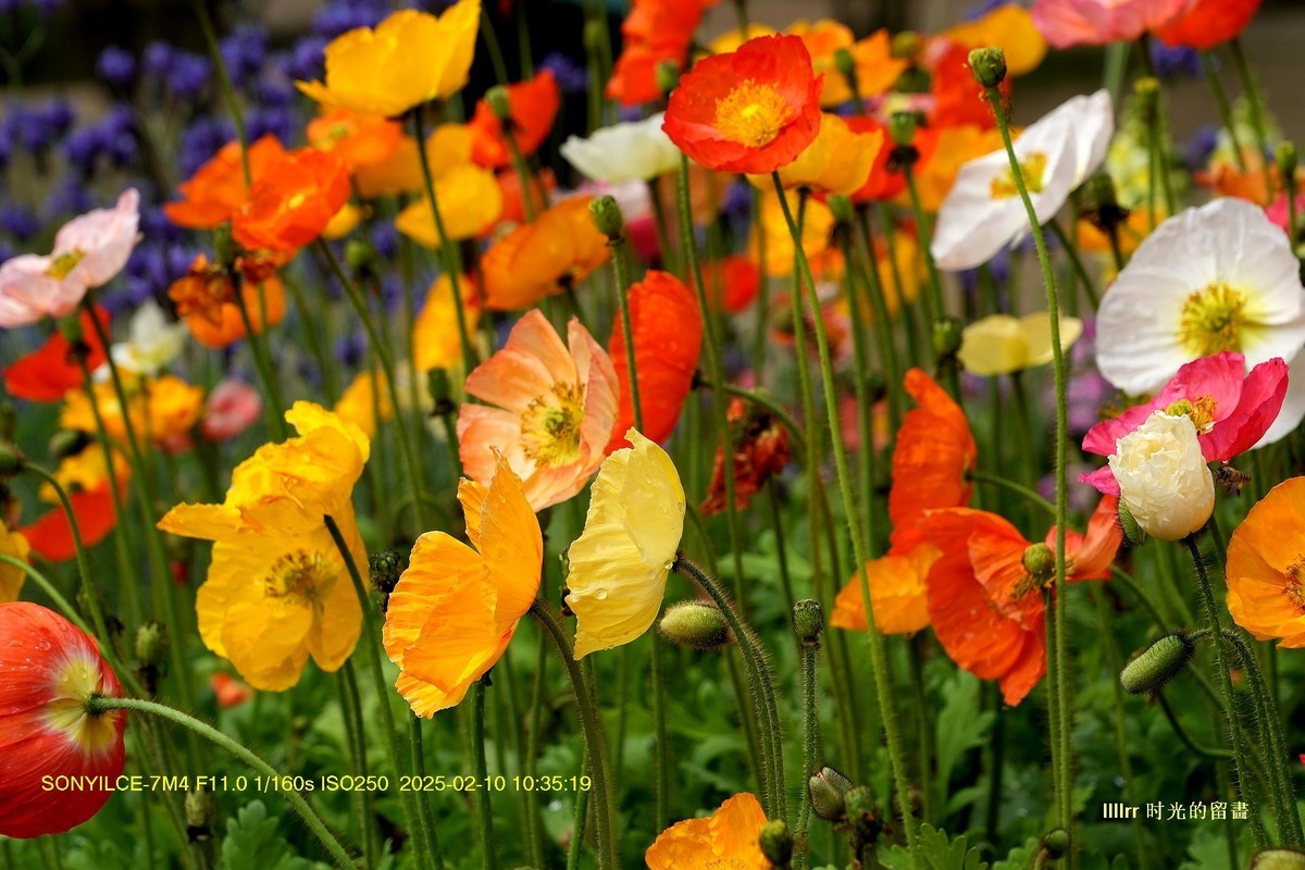 云台花园之 虞美人