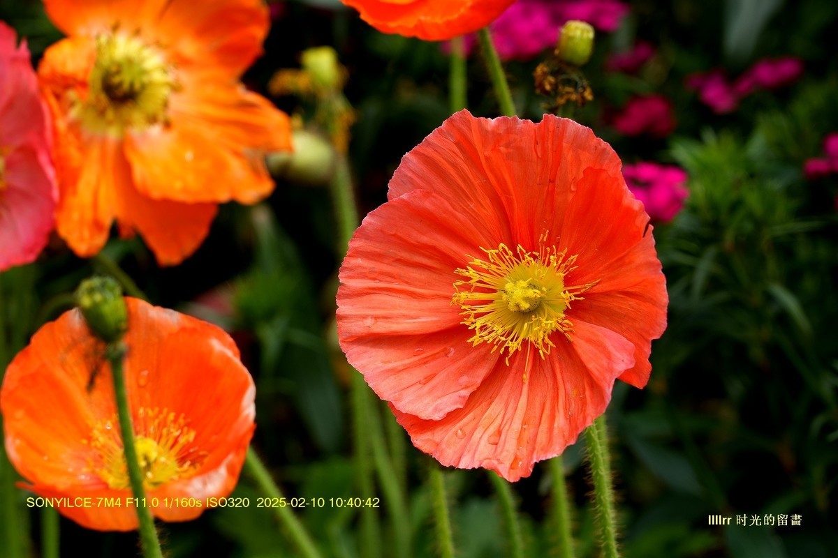 云台花园之 虞美人