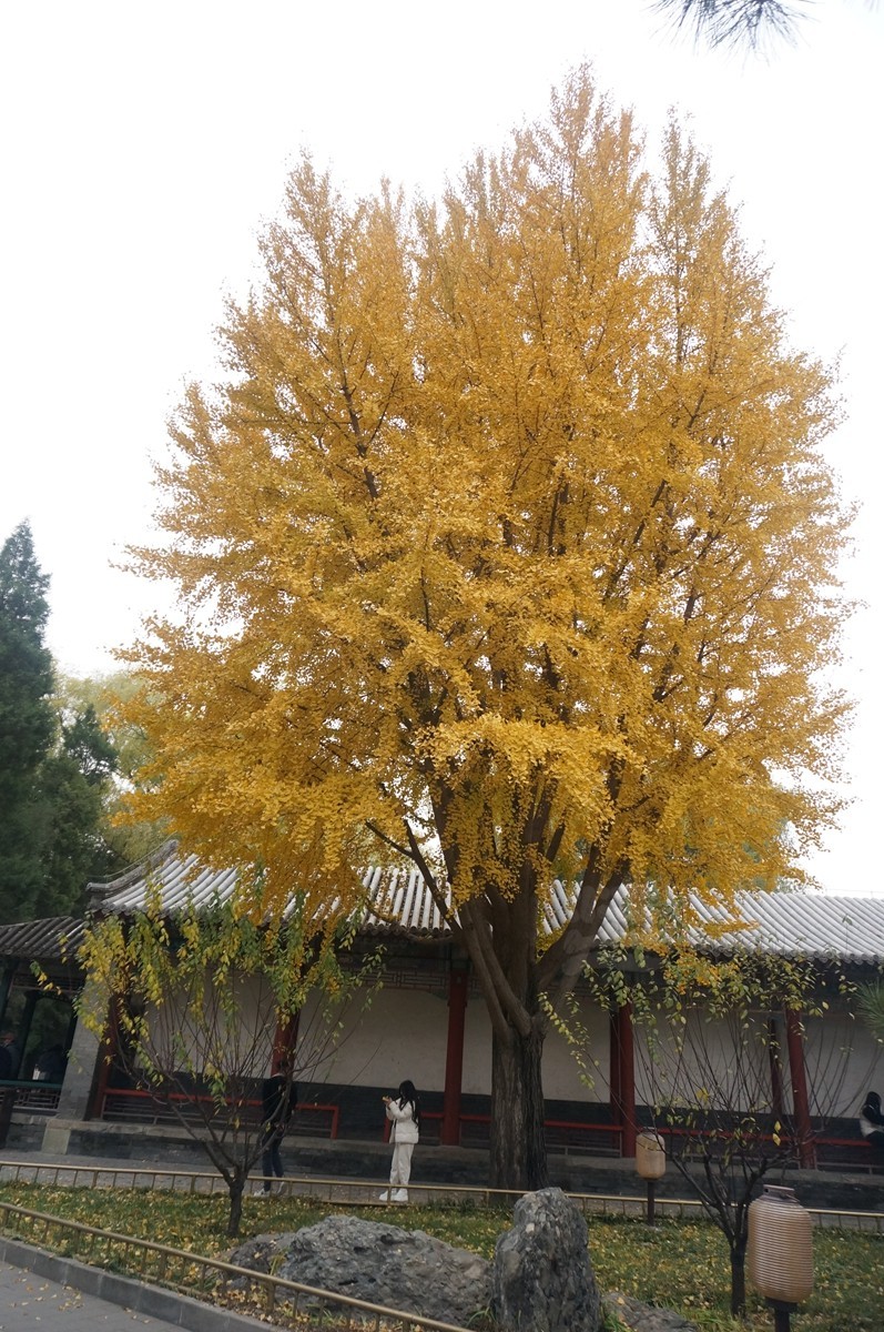 颐和园20*半壁桥-界湖桥——北京行摄