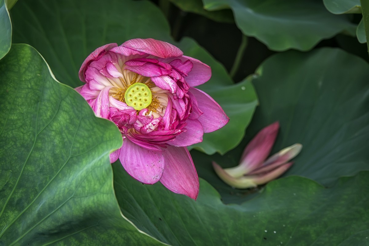 《咏荷花》  （宋   孔平仲）