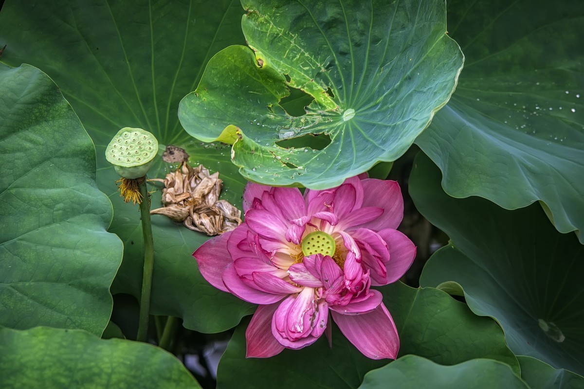 《咏荷花》  （宋   孔平仲）