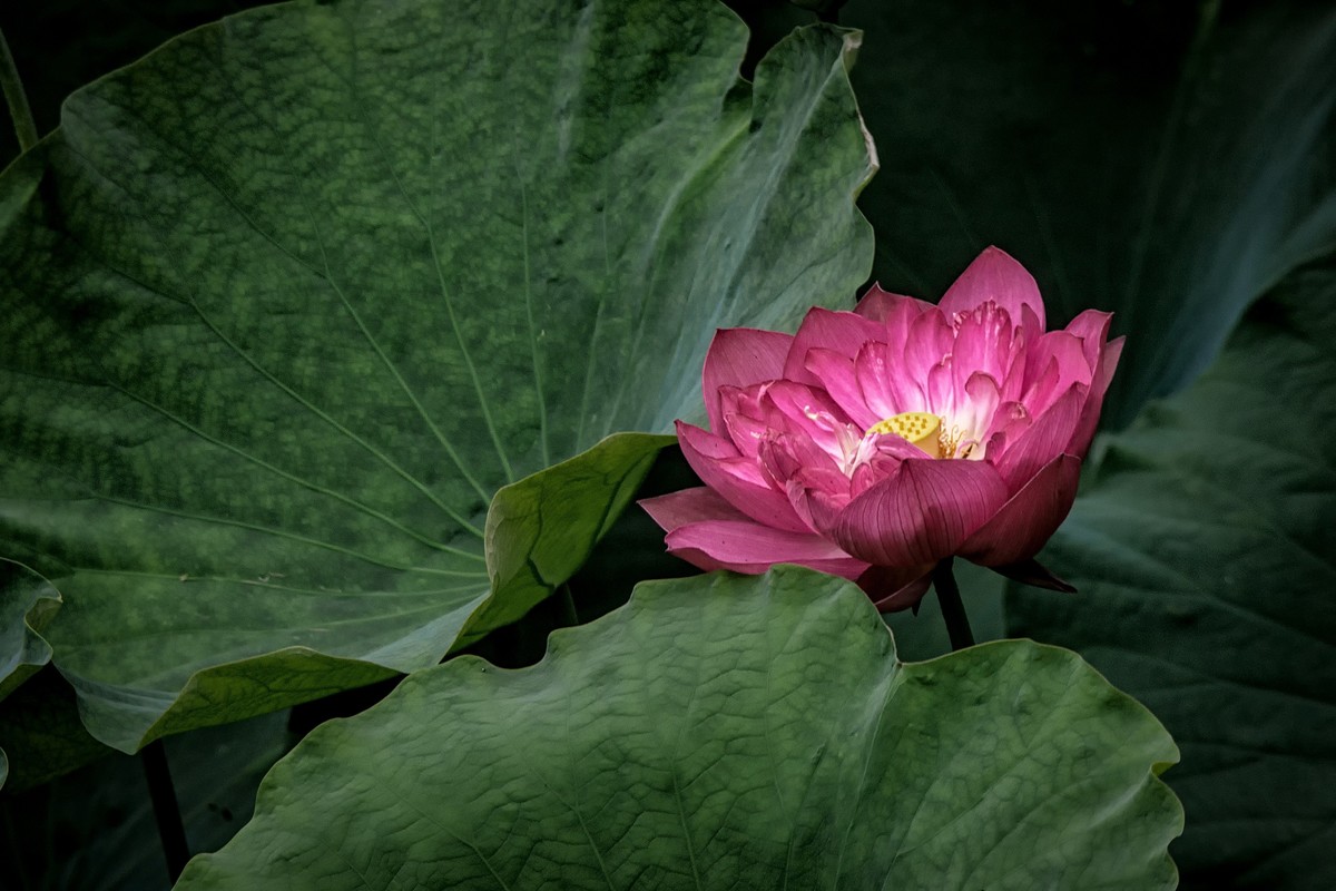 《咏荷花》  （宋   孔平仲）