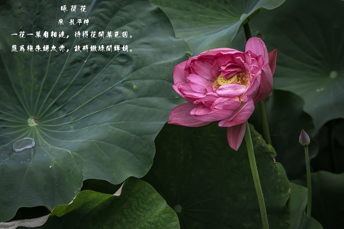 《咏荷花》  （宋   孔平仲）