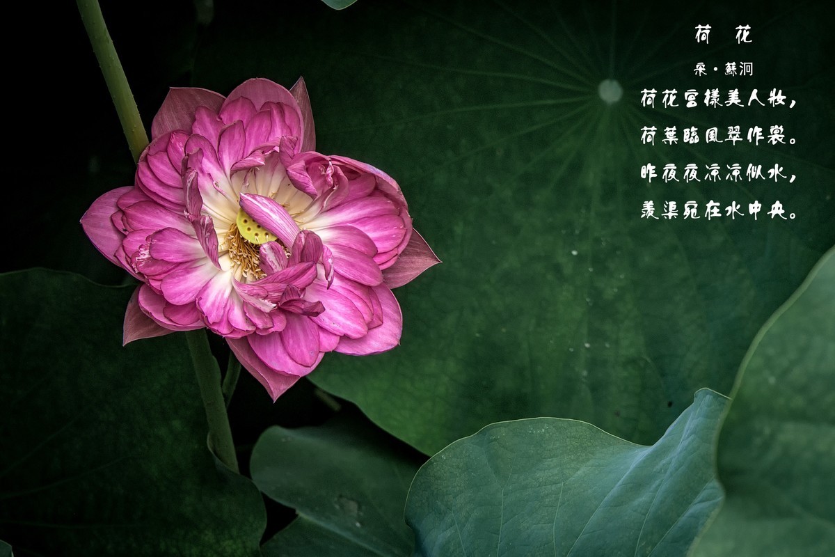 《咏荷花》  （宋   孔平仲）