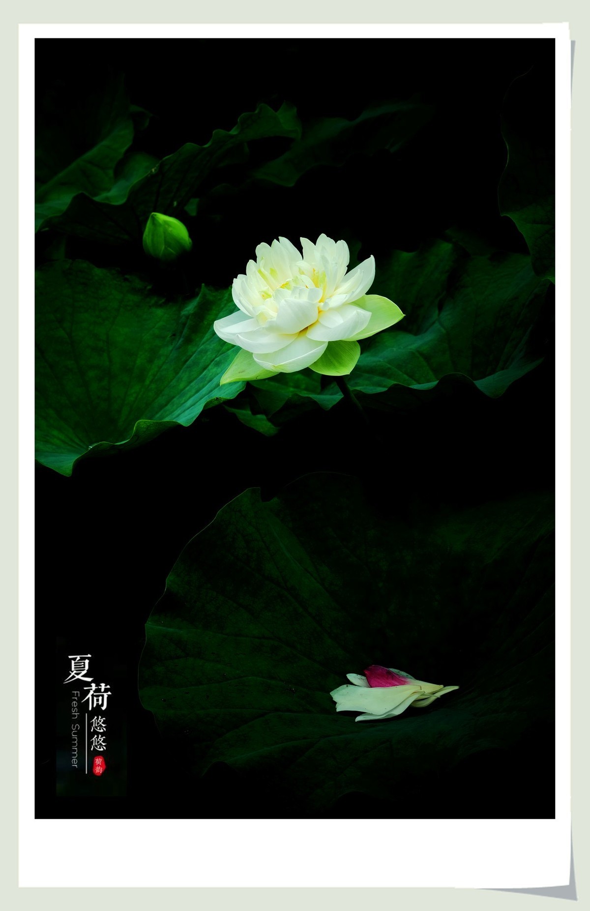 荷影