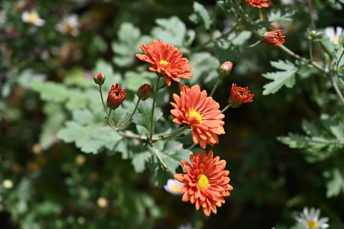 小菊花