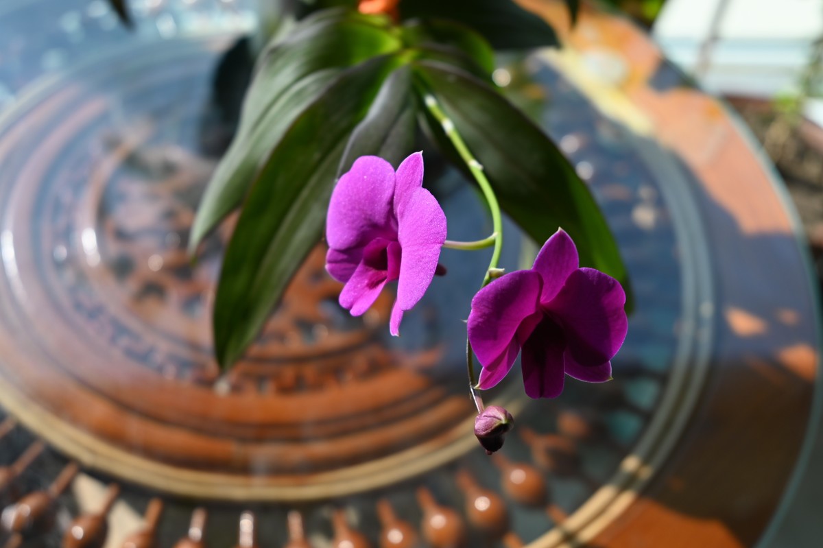 石斛花