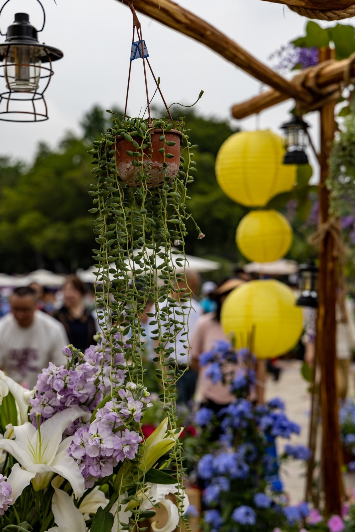 顺德庭院节（5）完