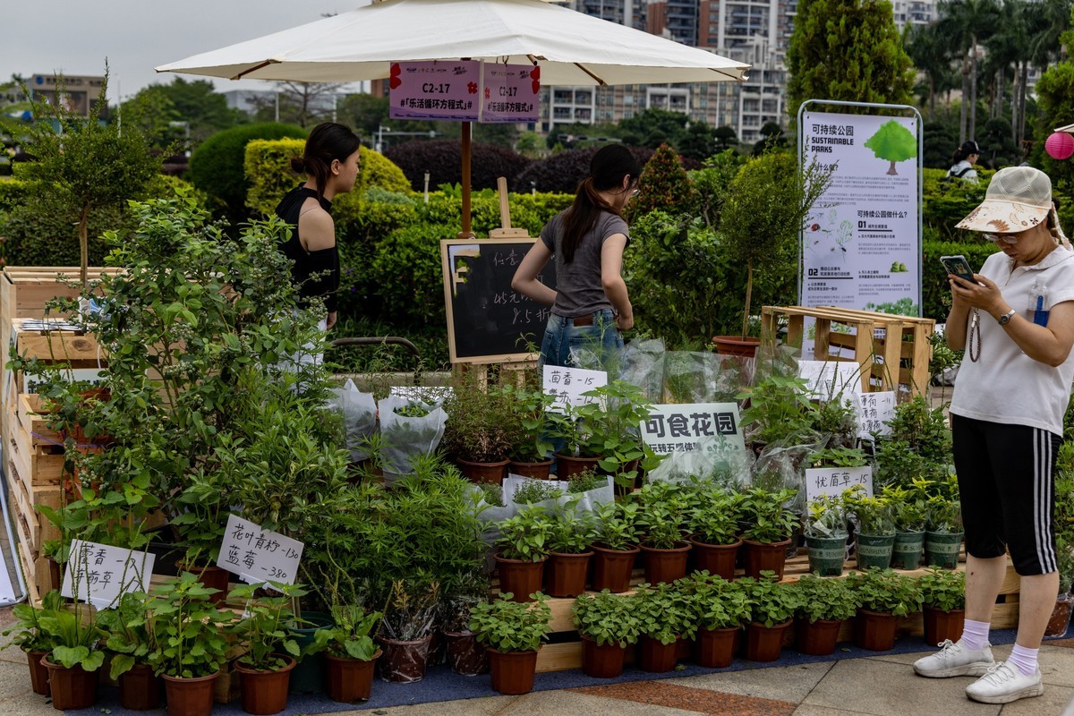 顺德庭院节（5）完