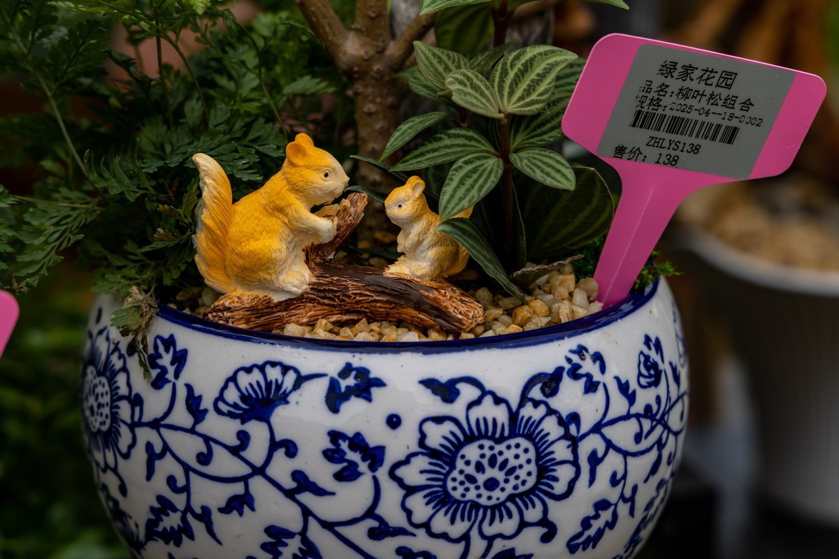 顺德庭院节（5）完