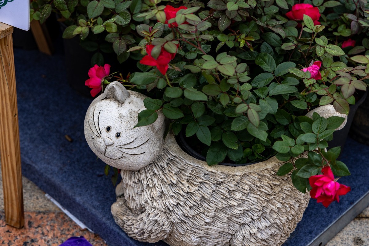 顺德庭院节（5）完