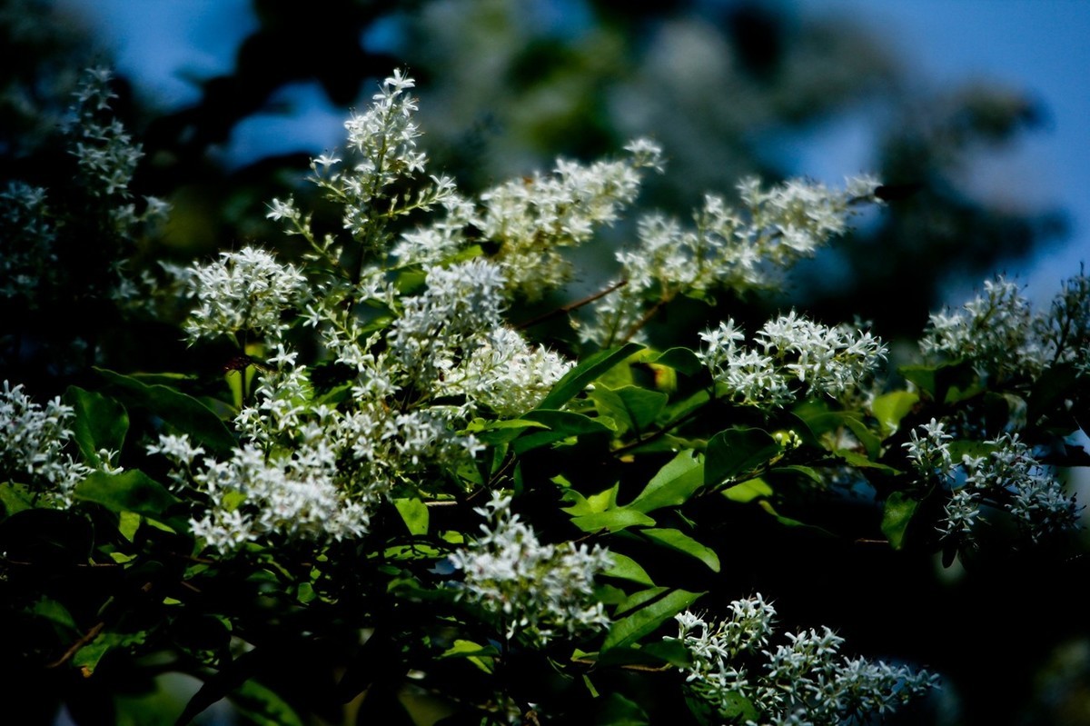 随拍——明湖初夏