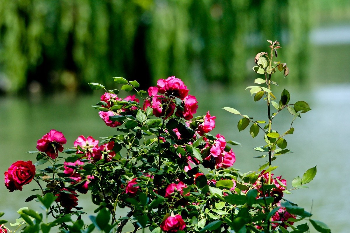 随拍——明湖初夏