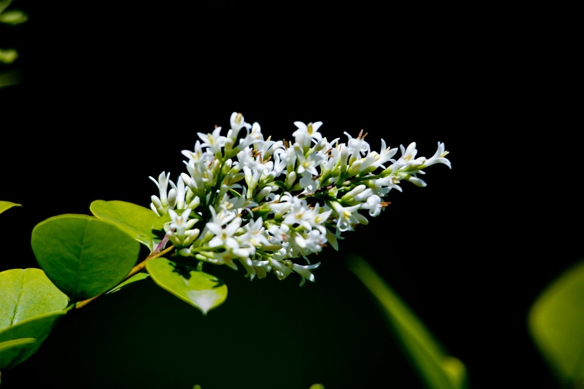 随拍——明湖初夏